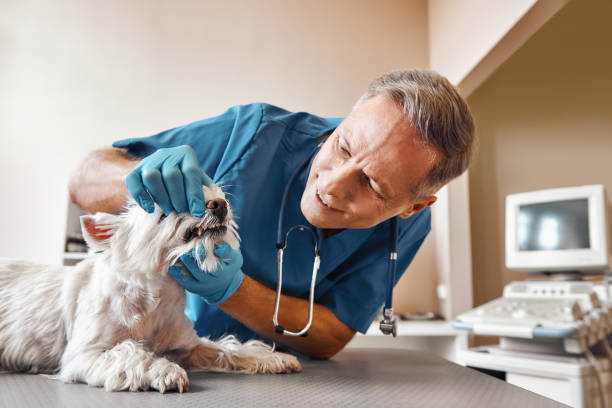 Best Emergency Treatment for Dental Infections or Abscesses in Malta, MT